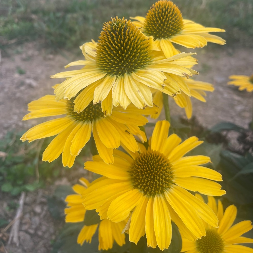 Meet your Posher, Julia